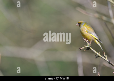 Verdier d'Europe (Carduelis chloris Chloris chloris) mâle - perché sur une branche en hiver Banque D'Images