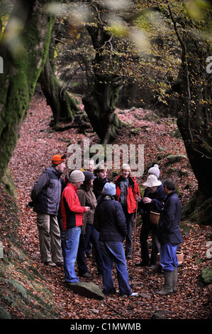 Expert nourriture Raoul Van Den Broucke dirige un groupe en voyage organisé entre forêt près de Llanover Gwent Wales UK Banque D'Images