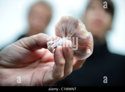 Expert nourriture Raoul Van Den Broucke démontre à un groupe en voyage organisé comment identifier un Wood Blewit Chepsto recueillis près de champignons Banque D'Images