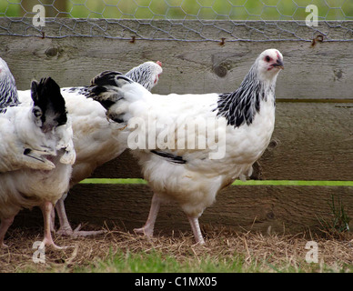 Light Sussex poules dans un enclos Banque D'Images