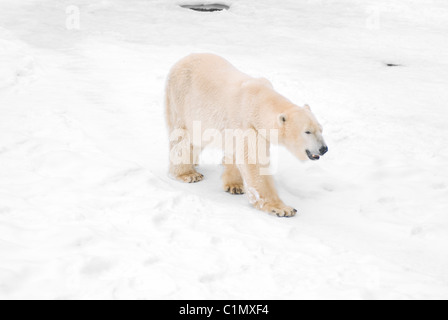 Knut l'ours polaire du Zoo de Berlin Banque D'Images