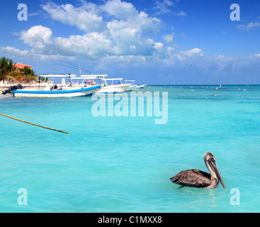 La plage de Puerto Morelos Riviera Maya oiseau pelican mer des Caraïbes Banque D'Images