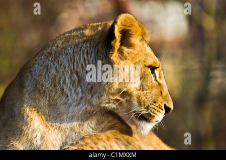 Une jeune lionne au repos dans le soleil. Banque D'Images