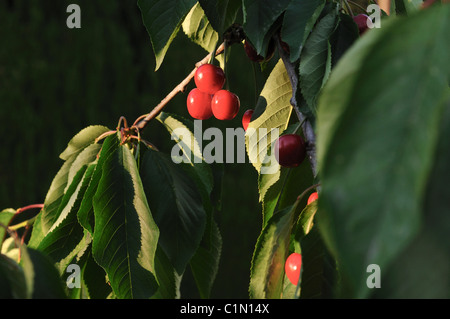 Les cerises mûres sur l'arbre Banque D'Images