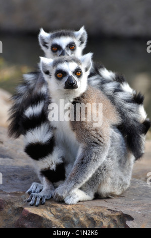 Lémuriens - ring-tailed Lemur catta Banque D'Images