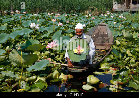 L'Inde, le Jammu-et-Cachemire, Srinagar, sur le lac Dal Banque D'Images