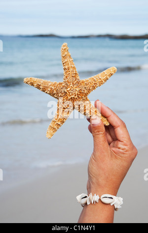 Les personnes hand holding starfish on beach Banque D'Images