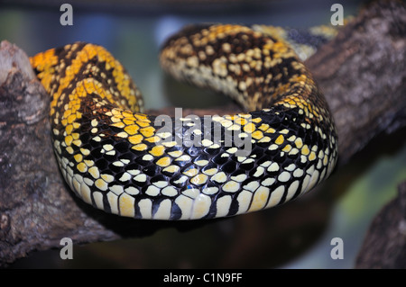 Tiger snake rat - Spilotes pullatus Banque D'Images