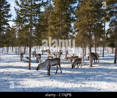 L'alimentation des rennes, en Laponie, Suède Banque D'Images