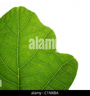 Feuille de chêne vert. Gros plan, isolé. Banque D'Images