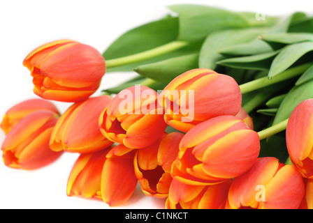 Bouquet de tulipes isolés Banque D'Images