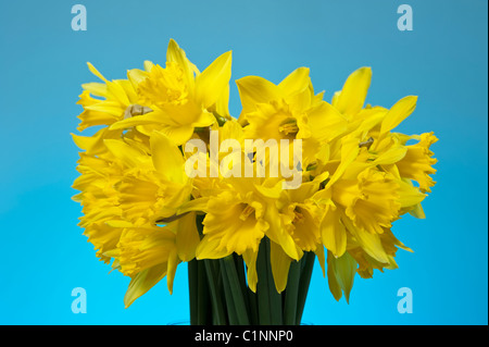 Un bouquet de jonquilles printemps des fleurs dans un vase de verre contre un fond bleu ciel Banque D'Images