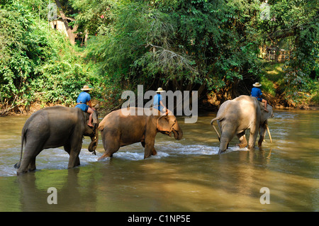 La Thaïlande, la province de Chiang Mai, Chiang Dao, Centre de formation de l'éléphant Banque D'Images