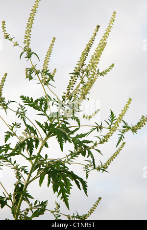 L'herbe à poux (Ambrosia). Le pollen provoque la fièvre de foin Banque D'Images