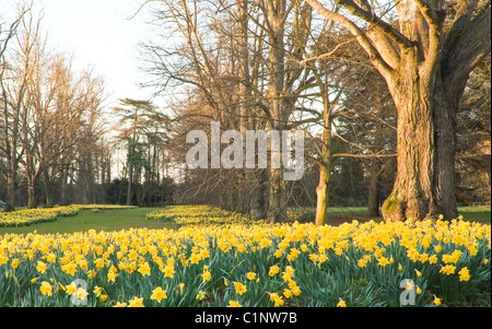 Mer de jonquilles dans Suffolk Banque D'Images