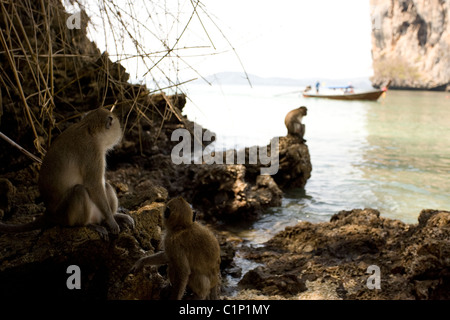 Un groupe de macaques mangeurs de crabes regarder un bateau à longue queue qui passe dans la mer d'Andaman. Banque D'Images