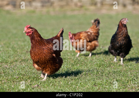 Brown poules errent dans un champ d'herbe, à la recherche de nourriture. Banque D'Images