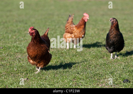 Brown poules errent dans un champ d'herbe, à la recherche de nourriture. Banque D'Images