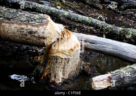 Arbres endommagés par les castors à côté d'Ushuaia en Terre de Feu, Argentine Banque D'Images