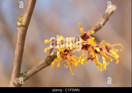 Fleurs de l'Hamamélis Hamamelis mollis , un hiver à feuilles caduques arbuste à fleurs Banque D'Images