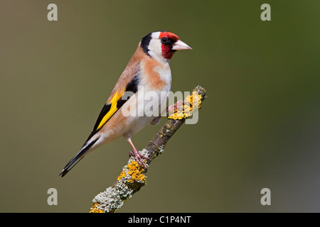 Chardonneret jaune sur une branche couverte de lichen. Banque D'Images