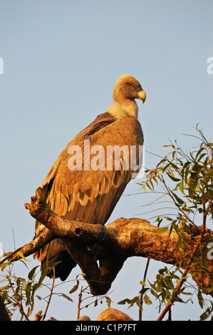 Vautour fauve (Gyps fulvus) ou Eurasian Griffon Banque D'Images