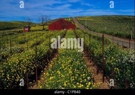 Début du printemps théâtre de grange rouge et moutarde dans le district de Carneros Napa. © Bob Kreisel Banque D'Images