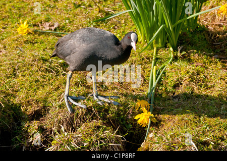 Foulque macroule (Fulica atra) balade Banque D'Images