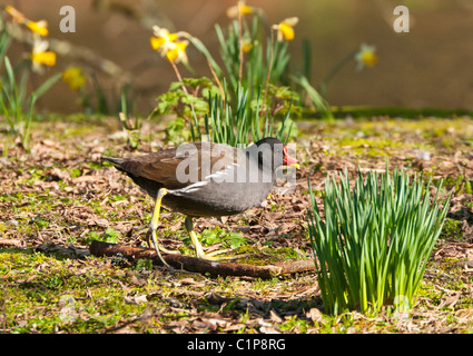 La Gallinule poule-d'eau (Gallinula chloropus) balade Banque D'Images