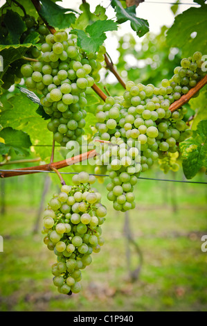 Close up of bouquet de raisins pour le vin blanc Banque D'Images