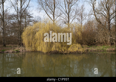 Tôt au printemps de saule sur la banque du fleuve Medway avant tous les autres arbres, panneau de bienvenue de l'été sur son chemin Banque D'Images