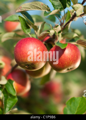 Pommes sur branch, close-up Banque D'Images