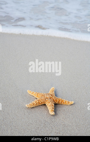 Étoile de mer sur la plage Banque D'Images