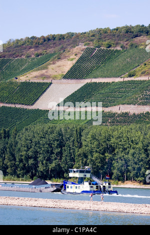 Allemagne, Boppard, barge sur Rhin ci-dessous vineyards Banque D'Images