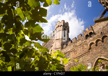 Allemagne, Burg Rheinstein aller-retour, les murs du château avec la vigne en premier plan Banque D'Images