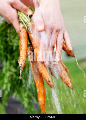 Lave-mains de womans les carottes sous l'eau Banque D'Images