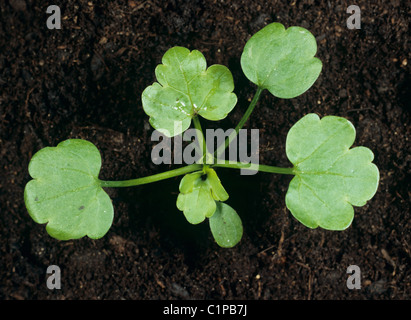 Renflée (Ranunculus bulbosus) cotylédons des plantules et quatre vraies feuilles Banque D'Images