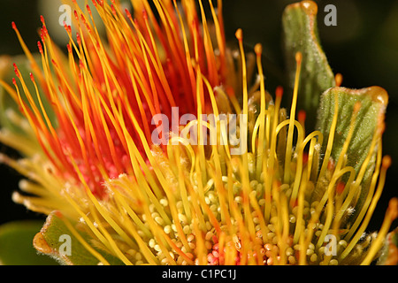 Photo prise à Betty's Bay, Afrique du Sud. Ce magnifique établissement protea pousse à l'état sauvage et est indigène à la région. Banque D'Images