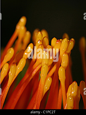 Close-up photo de Leucospermum tiges, famille de protea, prises dans la réserve naturelle d'Helderberg, Afrique du Sud. Banque D'Images