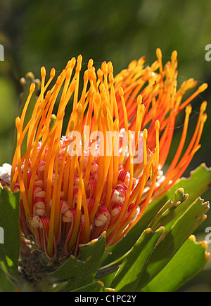 Close-up photo de Leucospermum, famille de protea, prises dans la réserve naturelle d'Helderberg, Afrique du Sud. Banque D'Images