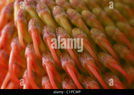 Close-up de Leucospermum bourgeonnement. Prise à la Réserve Naturelle d'Helderberg, Afrique du Sud. Banque D'Images