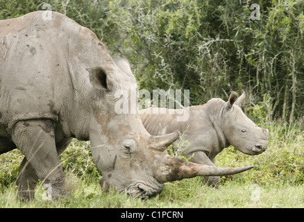 White Rhino avec bébé. Remarquez la corne de comparaison. Shamwari Game Reserve, près de Port Elizabeth Afrique du Sud. Banque D'Images