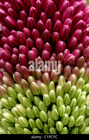 Graines Allium en deux couleurs. Banque D'Images