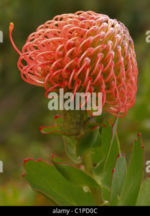 Leucospermum pleine tête. Prise à la réserve naturelle d'Helderberg, cette photographie de la pleine leucospermum chef montre la structure. Banque D'Images