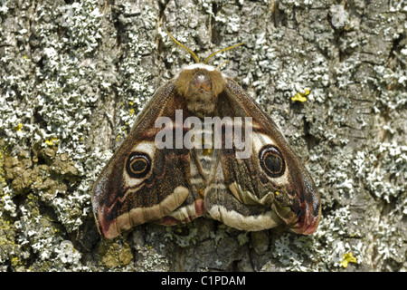 Petit papillon Empereur Banque D'Images