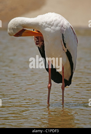 Photo d'une cigogne à bec jaune se lisser. Prise lors d'une traversée de la rivière dans le Parc National Kruger par Tricia Liggett. Banque D'Images