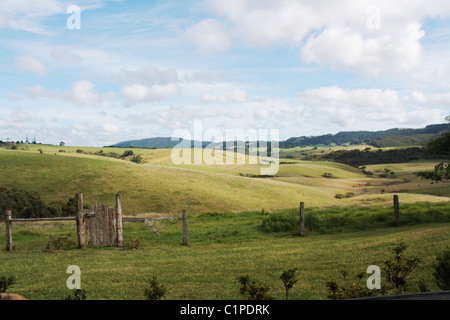 L'Australie, Nouvelle Galles du Sud, Dorrigo, campagne Banque D'Images