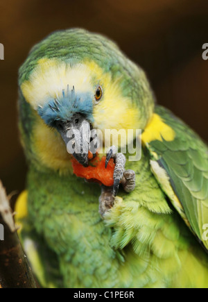 1990, perroquet vert amazonien à façade bleue reposant sur une branche, Paradise Wildlife Park, Broxbourne. L'oiseau est une espèce sud-américaine d'amazonie parot. Banque D'Images