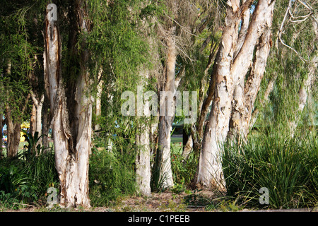 L'Australie, Nouvelle Galles du Sud, Murwillumbah, peeling des troncs d'arbres melaleuca Banque D'Images