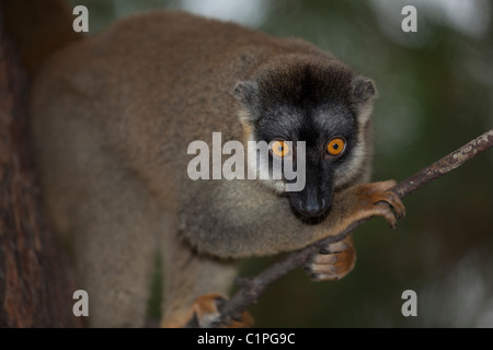 Lémurien brun commun (Eulemur fulvus). Madagascar. Face à l'avant jugement précise les yeux de distances. Banque D'Images